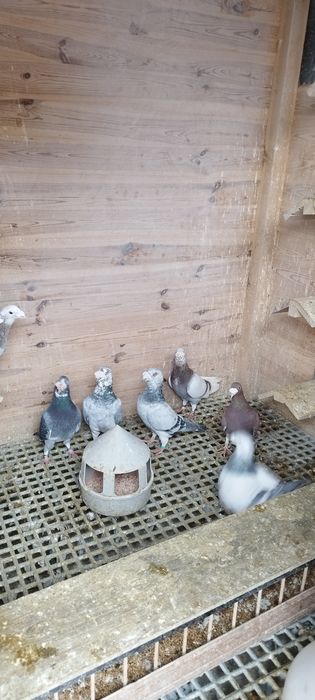 Gołębie staropolskie