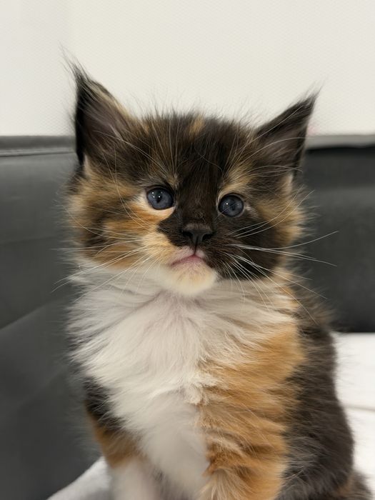 Gatinha Maine Coon tricolor