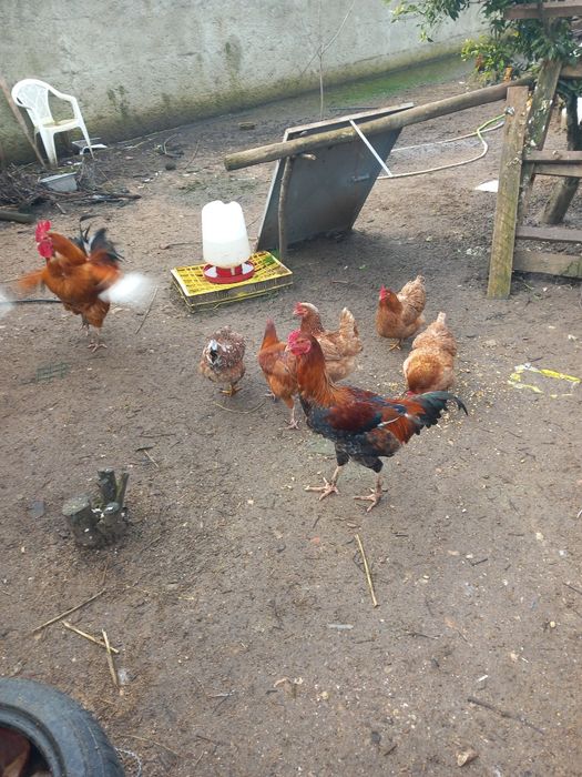 Vendo animais de quinta