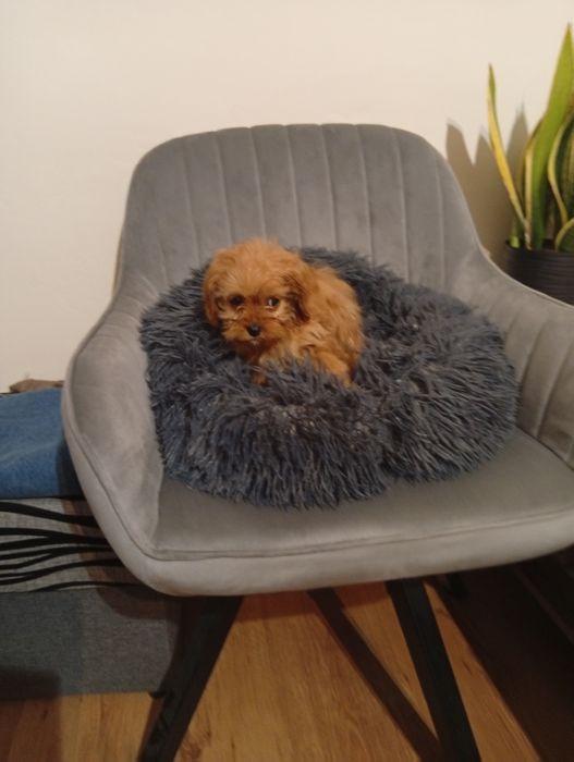 Cavapoo Cavalier Pudel