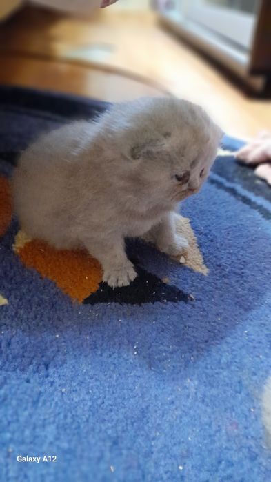 Британские котята