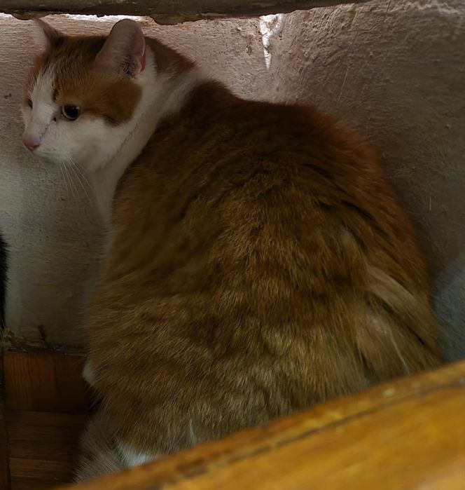 Rudi - koci senior szuka domu