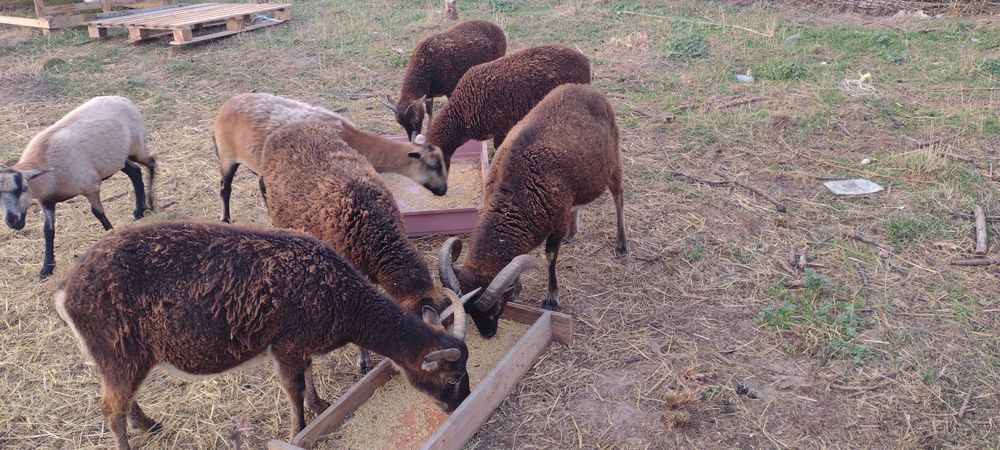 Sprzedam owce Soay