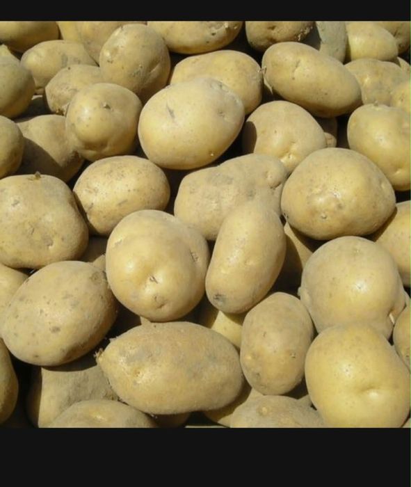 Ziemniaki z nadwyżki zbioru - 300kg