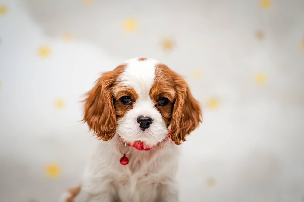 Cavalier king charles spaniel suczka
