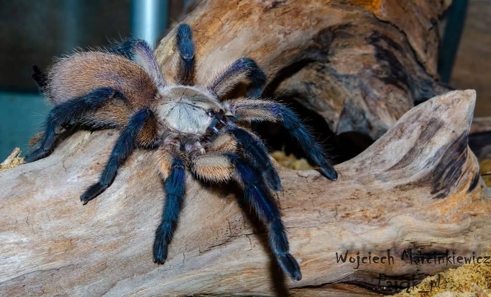 Monocentropus balfouri - samica