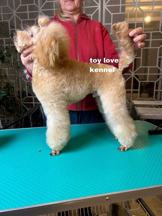 Мініатюрний пудель, хлопець, абрикосовий, 29 см КСУ/FCI