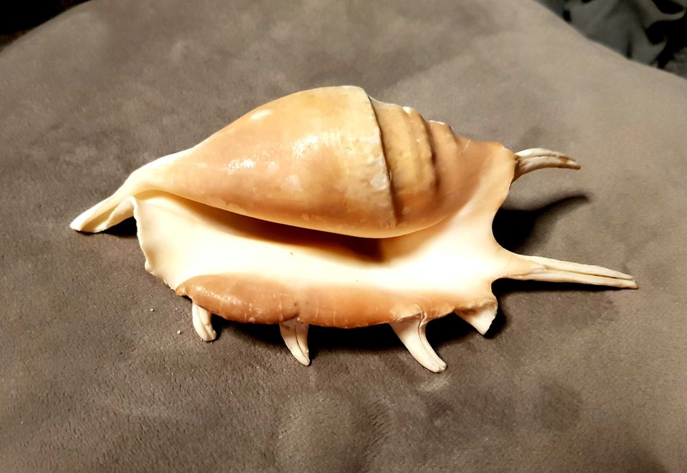 Muszla Morska LAMBIS 14 x 6,5 cm Kolekcjonerska