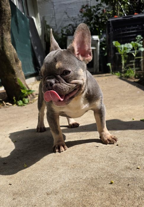 Buldogue Francês Fêmea Lilac Tan