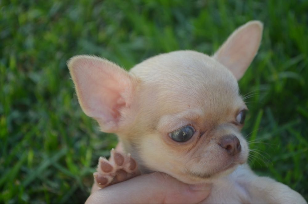 chihuahua pelo curto
