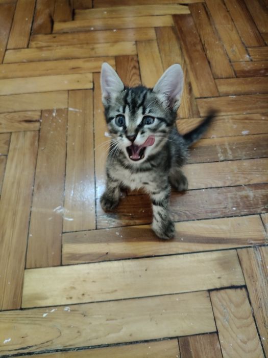 Котята 2 місяці шукають відповідальну родину