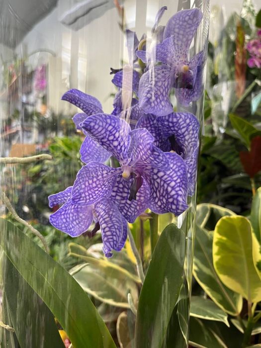 Ванда орхідея, Vanda