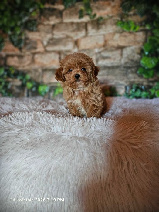 Maltipoo  Genetyka