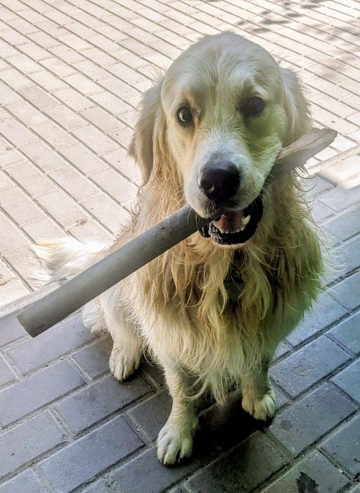 Золотистий ретривер шукає дівчинку!