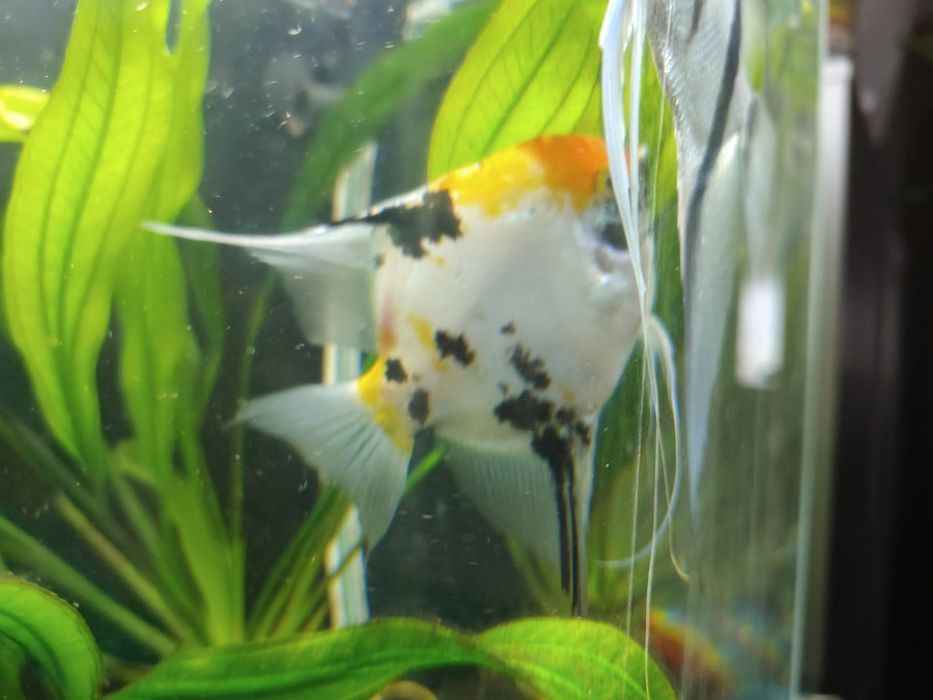 Skalary dorosłe ,niebieski i koi