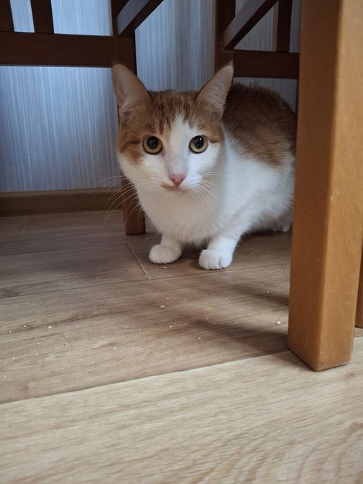 Кастрированный бело-рыжий котёнок-подросток ищет дом! Котята в хорошие