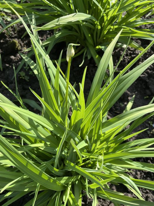 Лілейник бордюрний Стелла де Оро