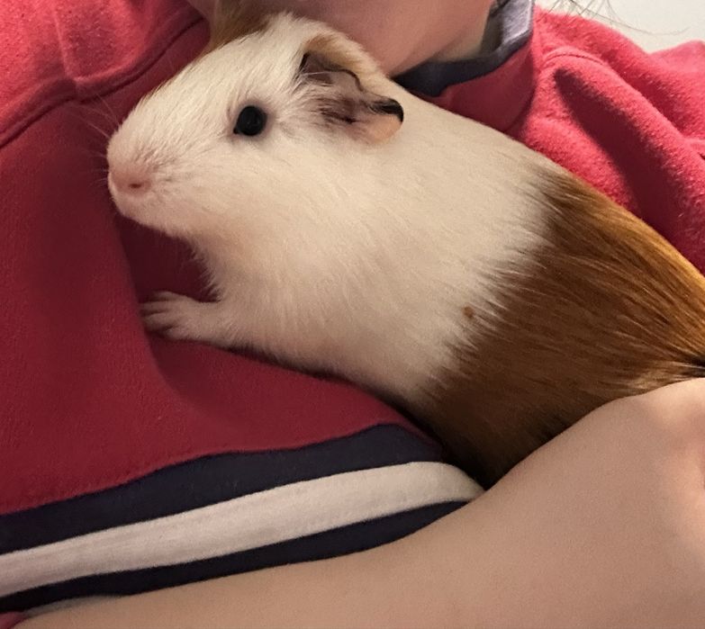 Świnki morskie samce