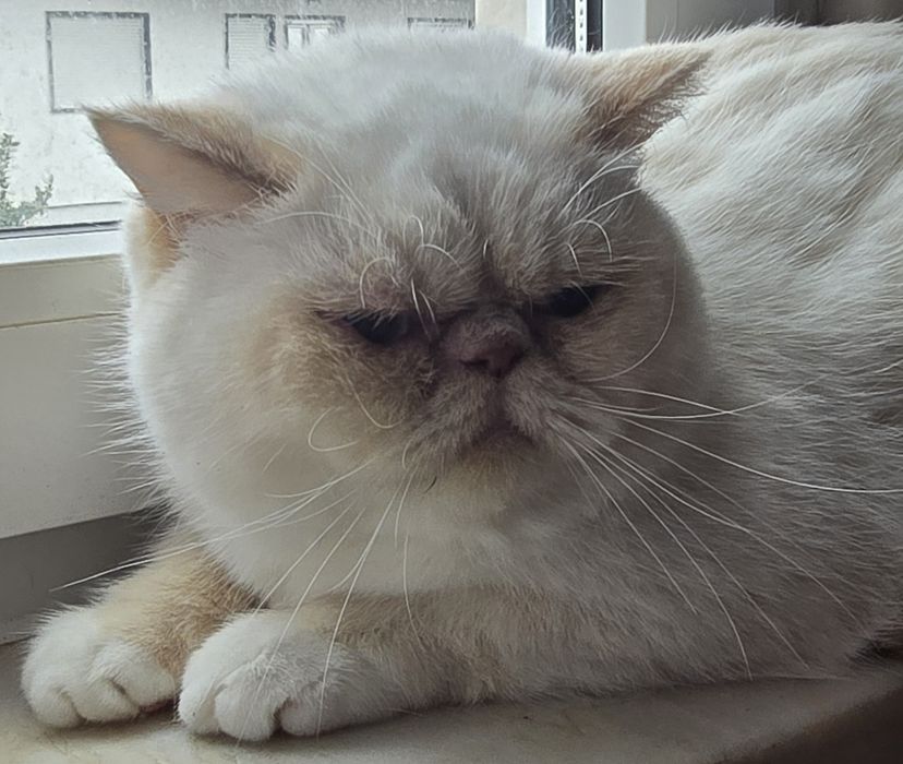 Himalaia red point flat face