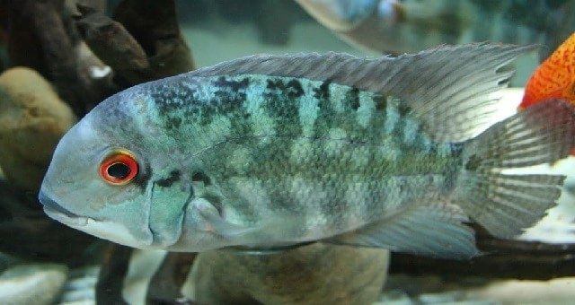 Продаж акваріумної риби