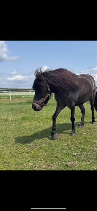 Konik kucyk klacz 100cm na sprzedaż
