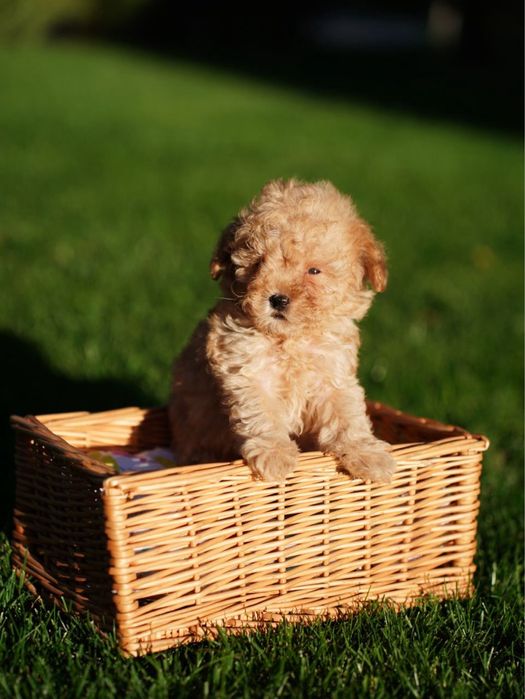 Хлопчик мальтіпу – малюк, що принесе у дім теплоту та радість