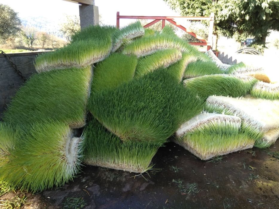 Sistema de produção de FVH ( forragem hidroponica para gado )