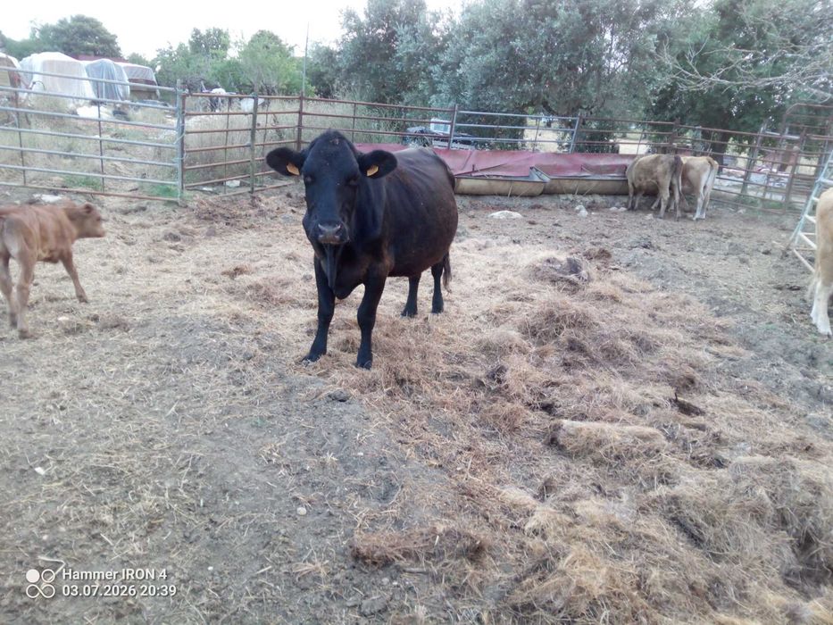 Vacas cheias, Angus, limousine e charolesas