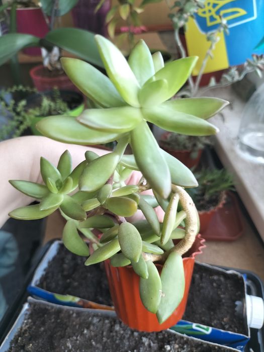 Квіти вазони сукулент