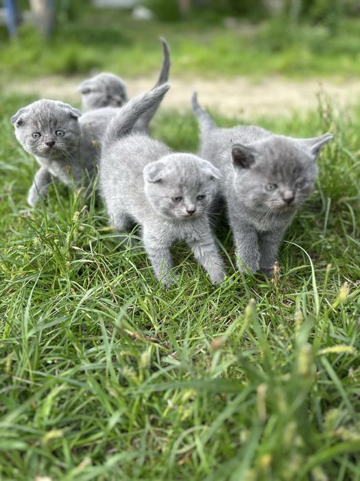 Шотландські кошенята