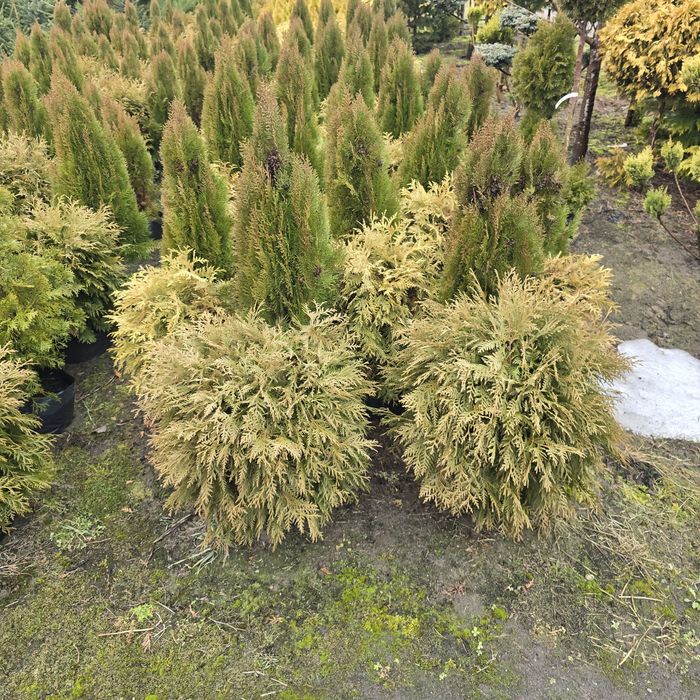 Tuja golden globe 40-150 cm tuje woodwardii kula zielona kule zolta