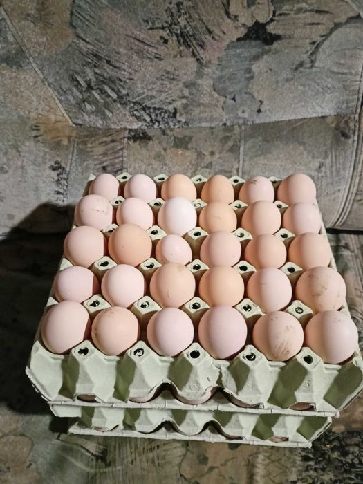 Jajka wiejskie od kur z wolnego wybiegu