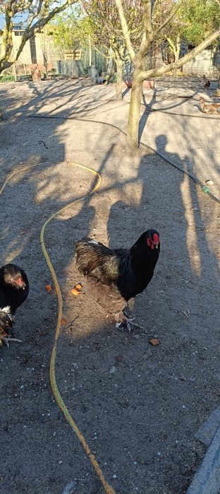 Casais de Brahma Black