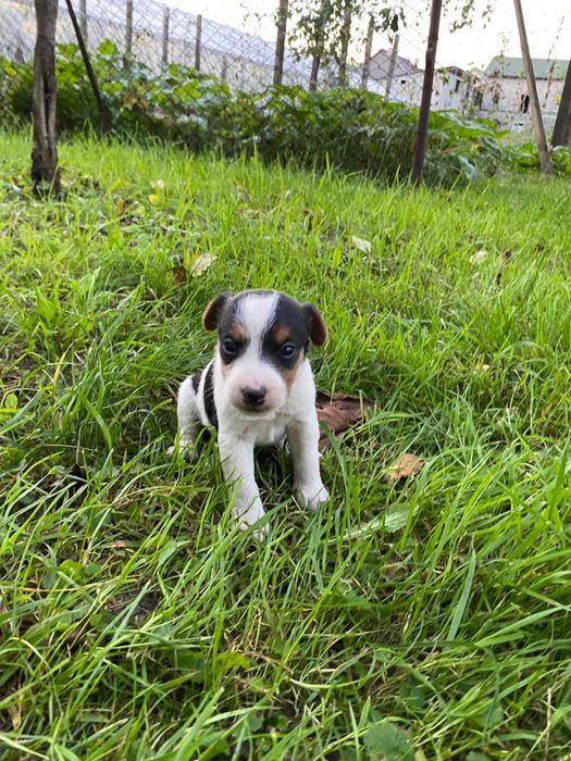 Щенята породи Фоктерєр-Ягтерєр