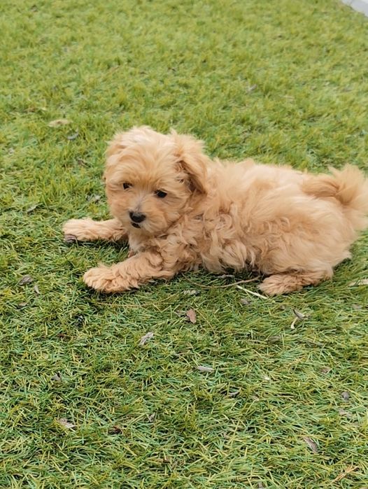 Карамельний мальтіпушка