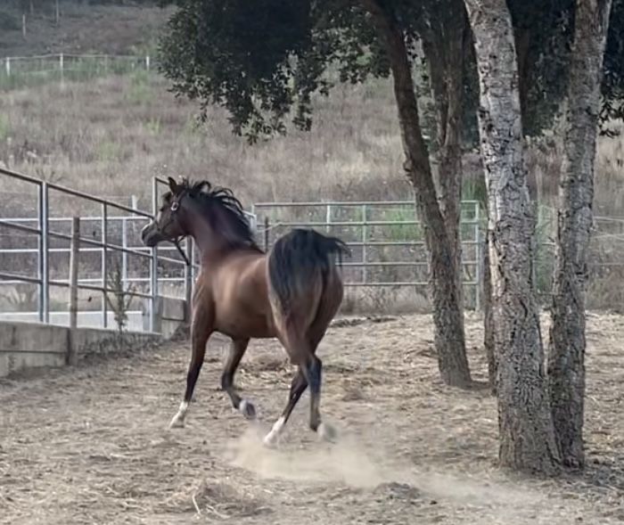 Elmikon, Garanhao, 1.53 PSA 5 anos Castanho