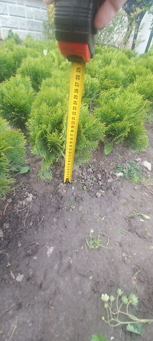 Туя даніка кулеподібна