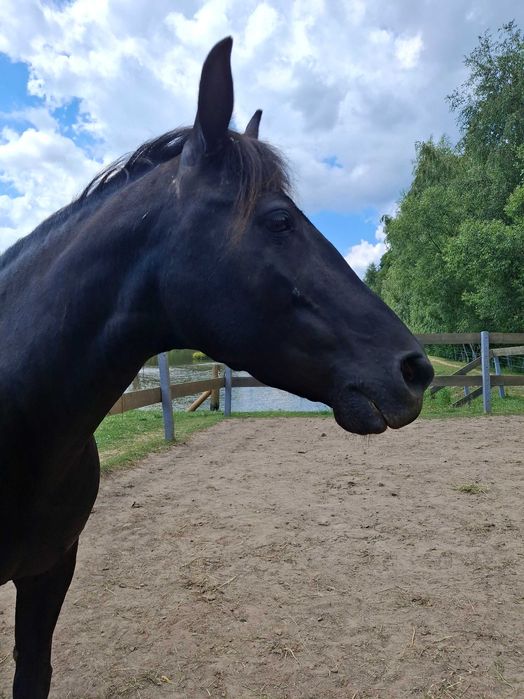 Klacz huculska do rekreacji