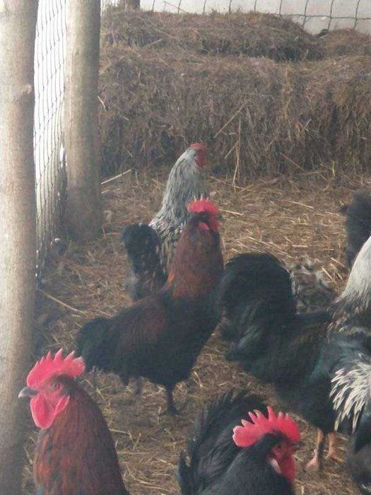 Продам домашніх півнів