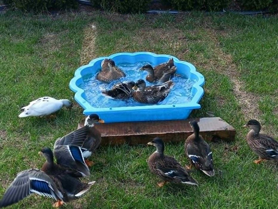 Call Duck, Kaczka karzełek