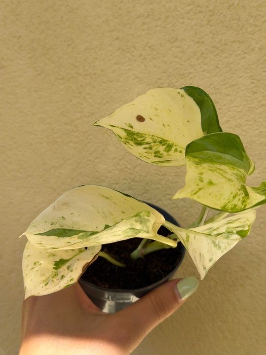 Planta Epipremnum Happy Leaf