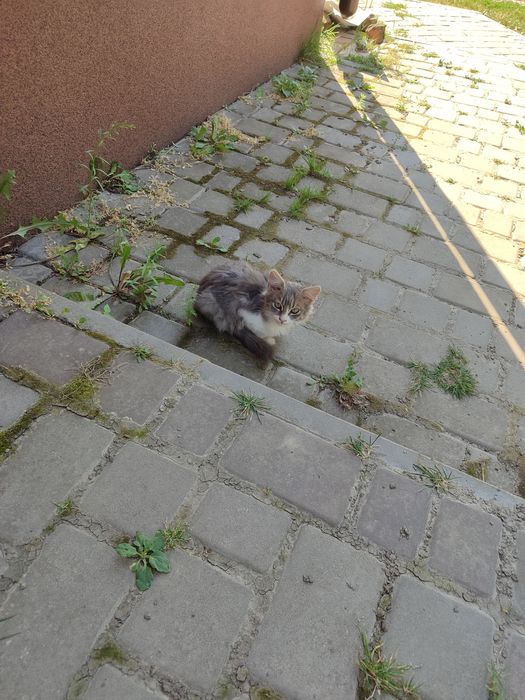 Котинята відам в добрі руки милих котиків  кішечка кошення