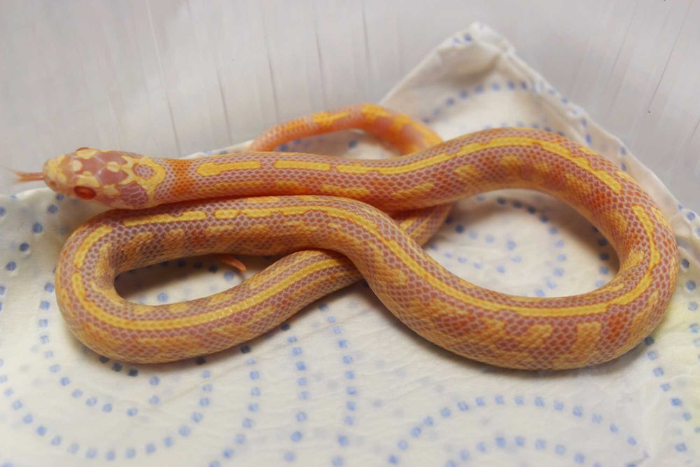 Wąż zbożowy lampropeltis hybryda samica