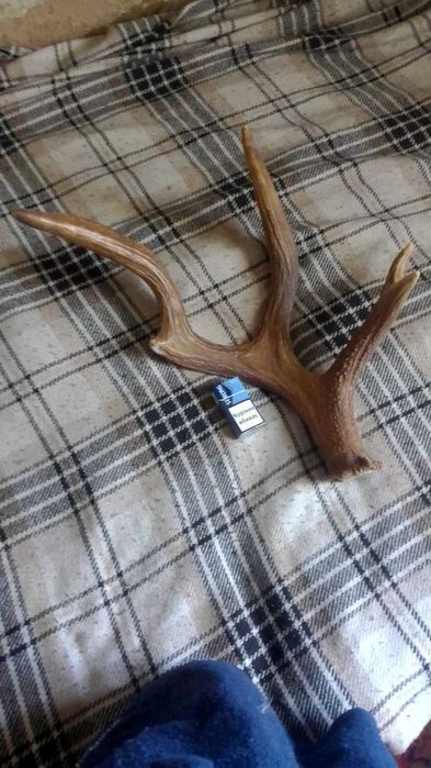 Рог оленя (использовался как вешалка для головных уборов)