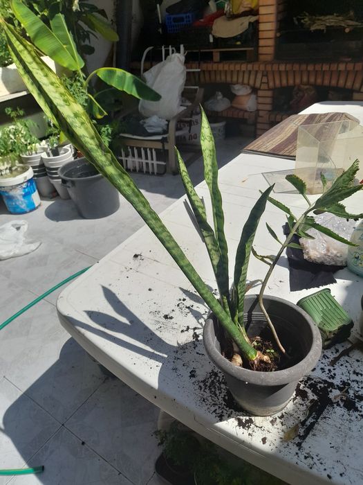 Mudas de espada de São Jorge já com raízes prontas a plantar.