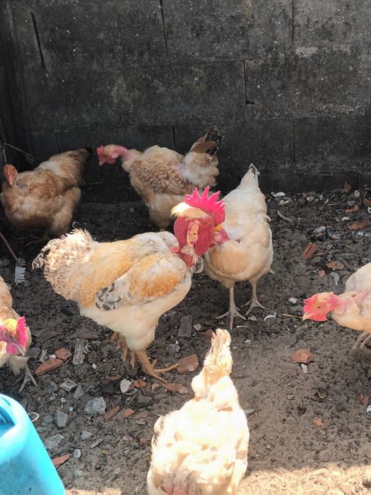 Ovos de amarela palheirinha