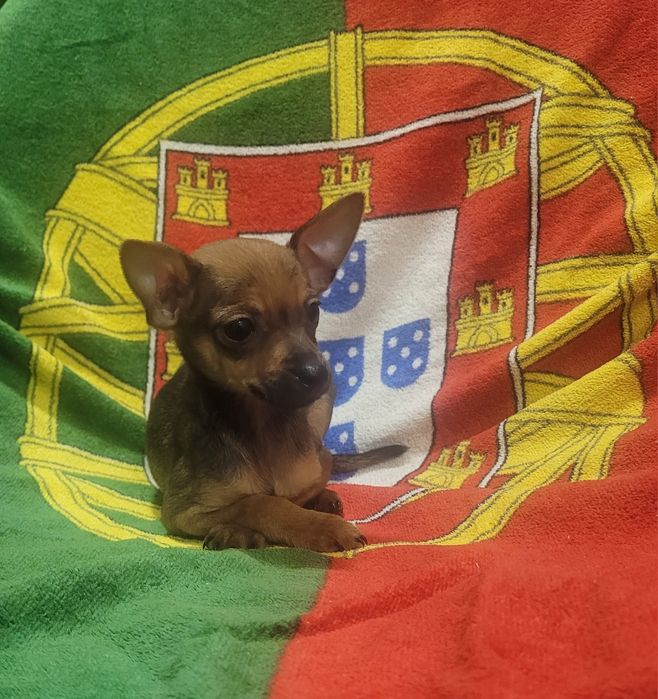 Pinscher miniatura femea