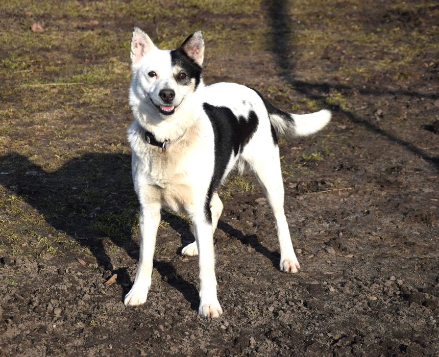 Cudna, wesoła, przytulasna, miła, bezdomna sunia prosi o dom