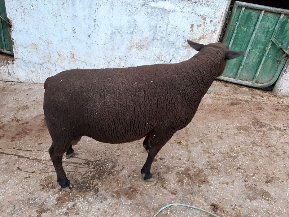 Vendo o meu carneiro