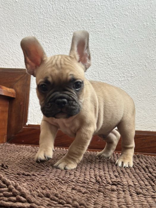 Bulldog frances Menino